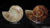 Beautiful Inch Cut and Polished Ammonite Pair #382-1